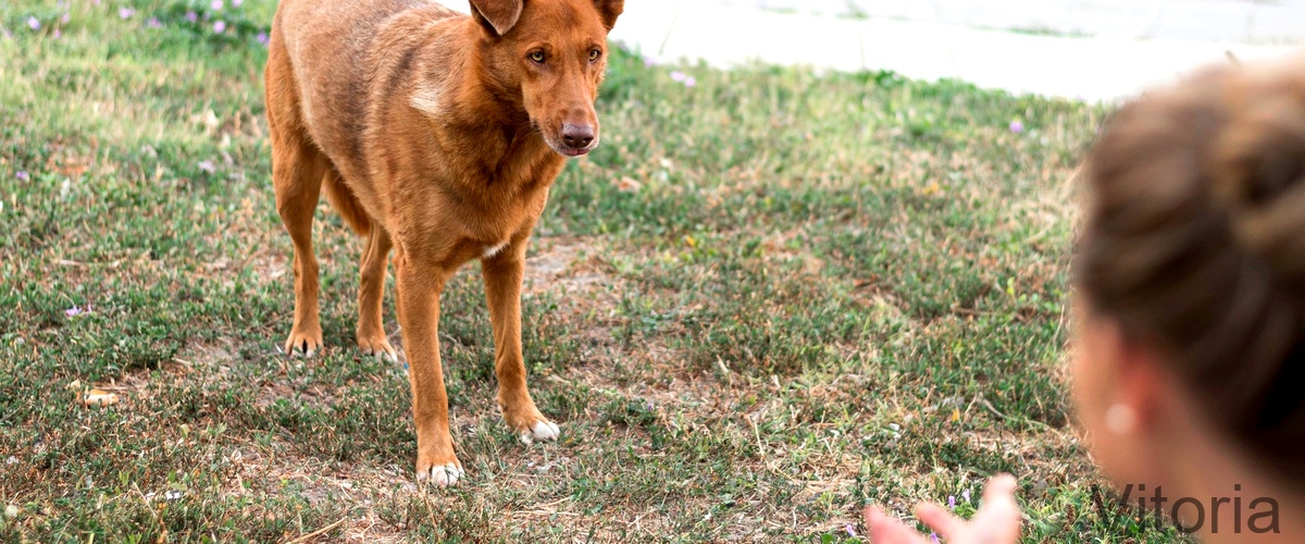 Los 4 mejores cursos de adiestramiento canino en Vitoria