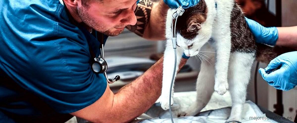 3 mejores servicios de urgencias veterinarias en Vitoria-Gasteiz